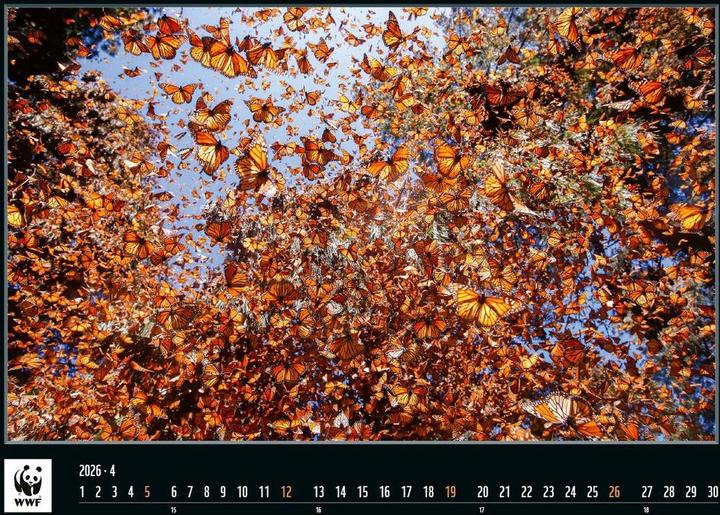 WWF 2026 (32 x 48 cm, Deutsch, Französisch, Italienisch, Englisch)