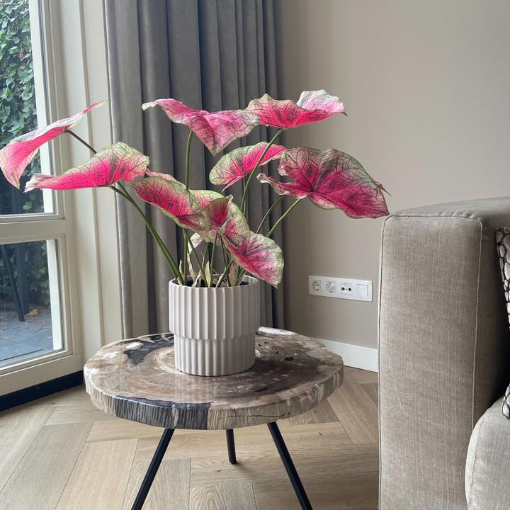 Immagine prodotto Plant in a Box Caladium - (60 cm)