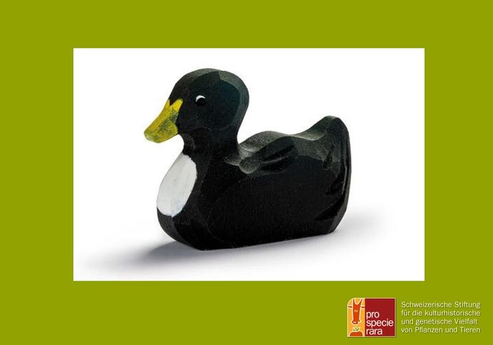 Image du produit Trauffer Canard de Poméranie