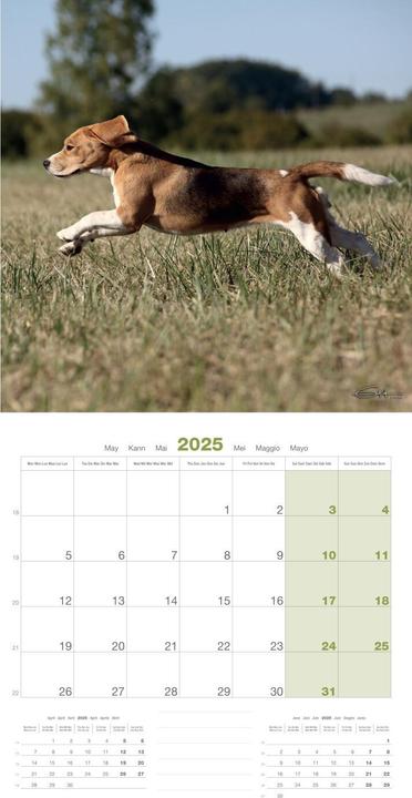Produktbild Martin Sellier Beagle