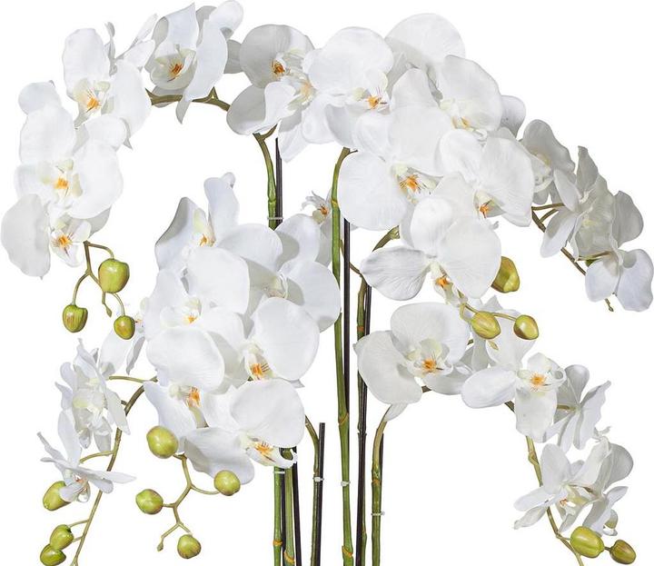Immagine prodotto Novidarte Orchidee (70 cm)