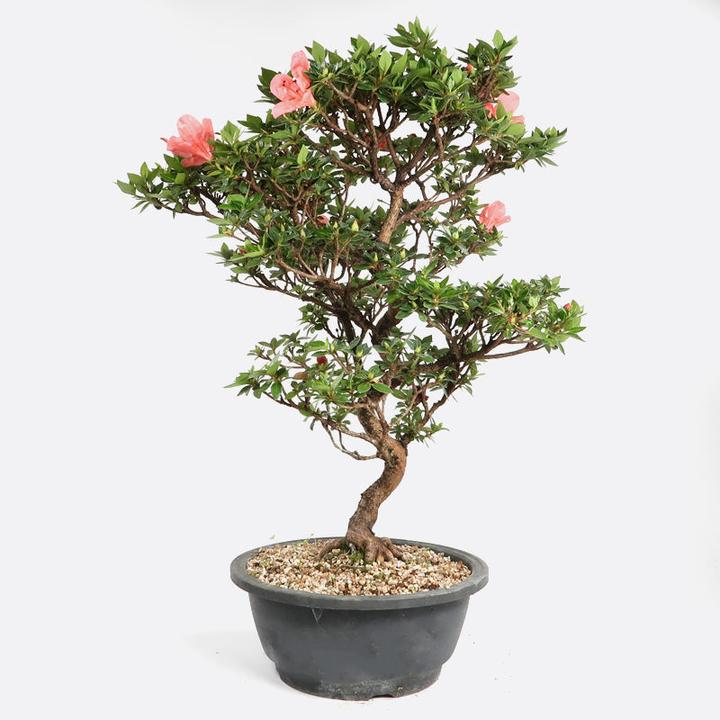 Bonsai.ch Azalea Satsukiazalee cm - kaufen bei Galaxus - Galaxus
