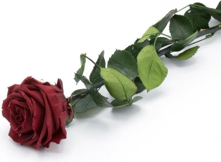 TOP Ewig blühende Rose (22 cm)