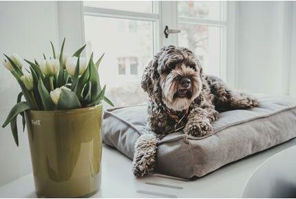 Immagine prodotto Hunter Cuscino ortopedico per cani Merida (Cane)