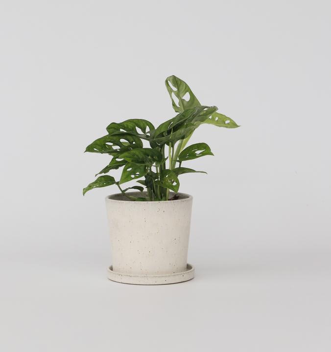 Plant in a Box Monstera Monkey Mask - Affenmaskpflanze