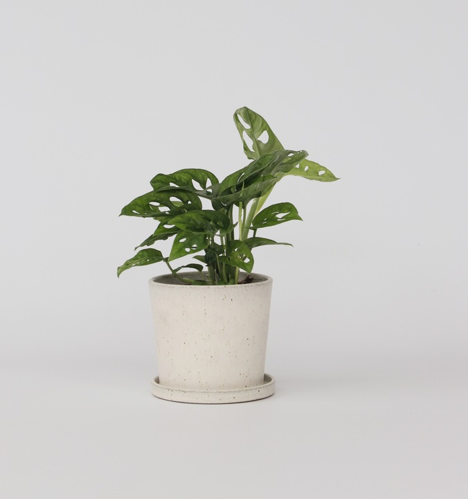 Actual product image Plant in a Box Monstera Monkey Mask - Monkey Mask Plant (30 cm)