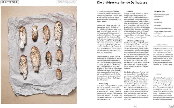 Produktbild Pflanzenkraft (Deutsch, Joris Bijdendijk, Wouter Bijdendijk, 2025)