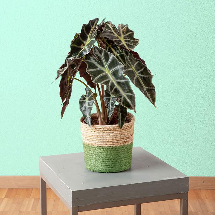 Image du produit edelman Korb Rachel (21 x 21 x 21 cm)
