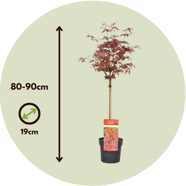 Produktbild Plant in a Box Acer palmatum 'Shaina' - Japanischer Ahorn (80 cm)