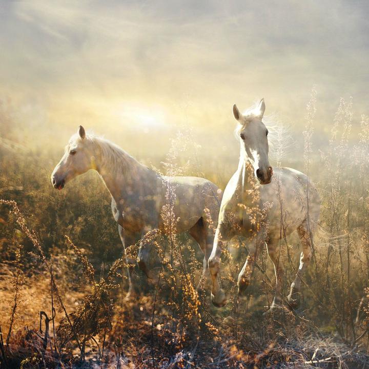 Produktbild Magic Horses 2026 (30x30cm)