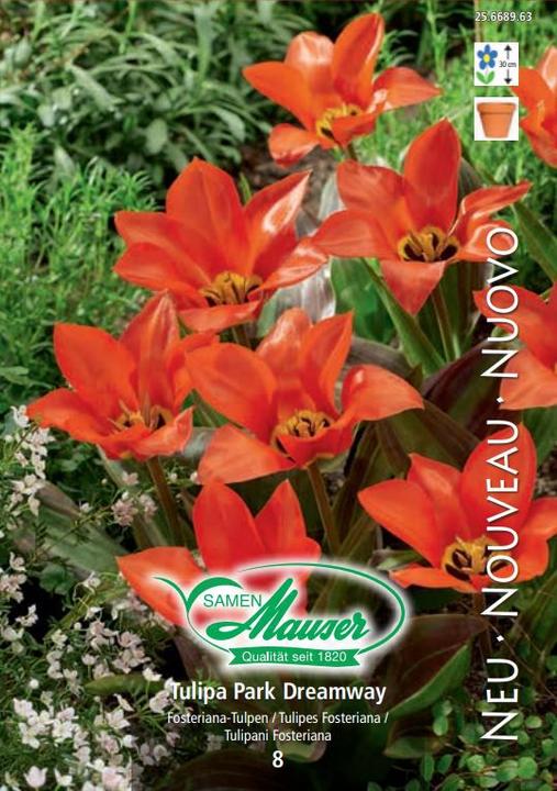 Produktbild Samen Mauser Fosteriana-Tulpe Park Dreamway (Blumenzwiebel)