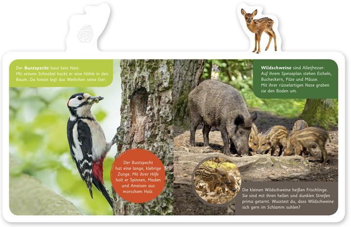 Produktbild Tiere im Wald (Deutsch, Hannah Kastenhuber, 2018)