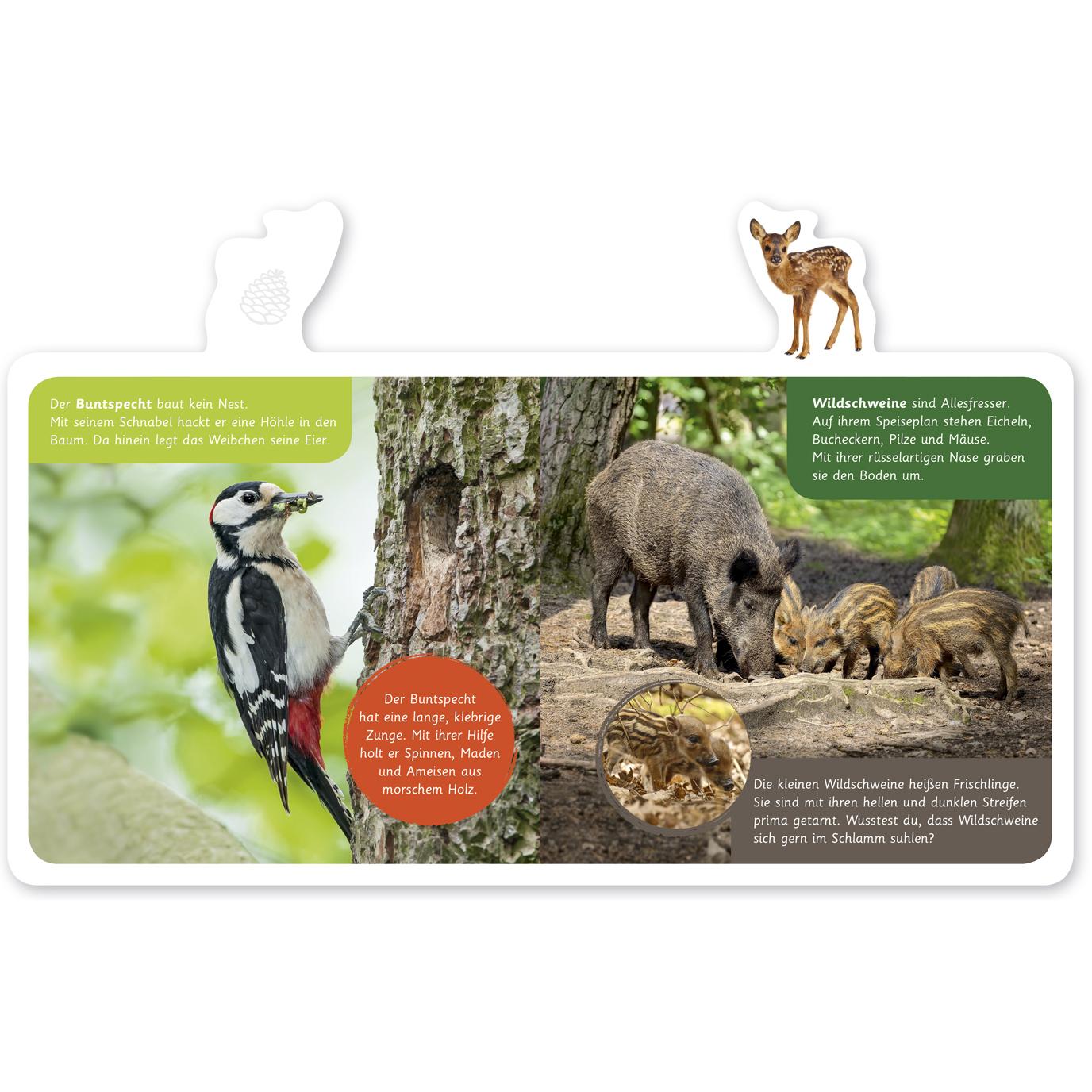 Thumbnail - Tiere im Wald, Kinderbücher von Hannah Kastenhuber