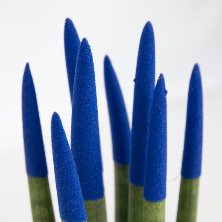 Produktbild Plant in a Box Sansevieria Cylindrica - Zylindersansevieria Velvet Touch (35 cm)