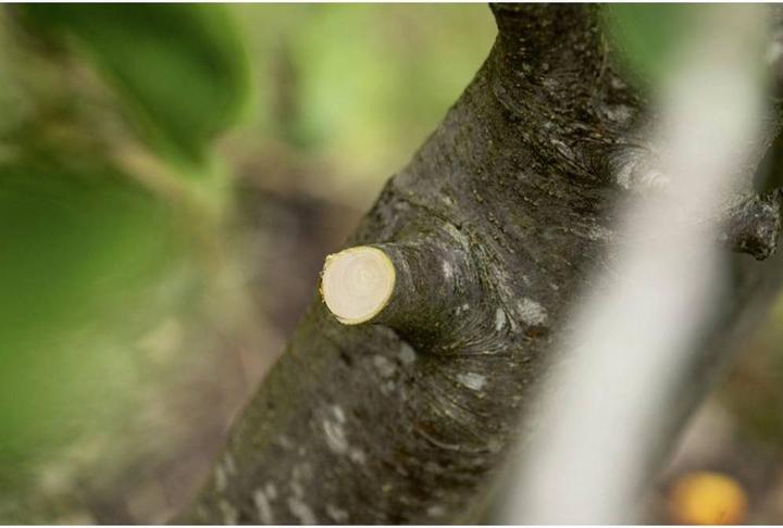 Actual product image Bosch Home & Garden AdvancedPrune