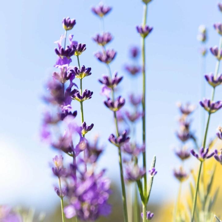 Actual product image Jurlique Lavender Hydrating Mist Refreshing Facial Spray 3.3 Oz (100 ml)