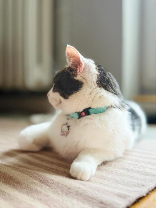 Image du produit Zolux Obroża dla kota z zawieszką w kształcie kota CHATOUILLE niebieska (Chat, Promenade)