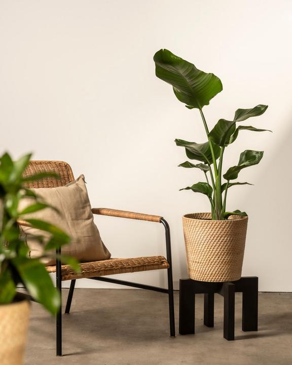 Produktbild feey Strelitzie XL (90 cm, Frisch umgetopft)