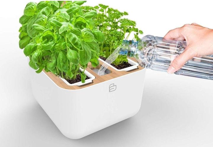 Image du produit Véritable Botaneo Eylo (18.40 cm)