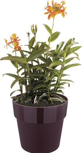 Actual product image Elho b.for original (18 cm)