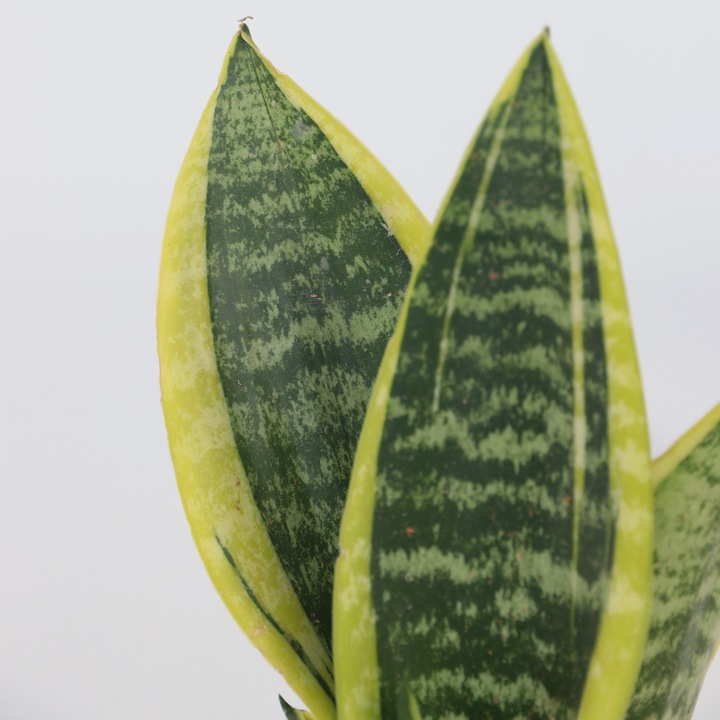 Produktbild Plant in a Box Sansevieria trifasciata 'Futura Superba' - 3er Set Bogenhanf (35 cm)
