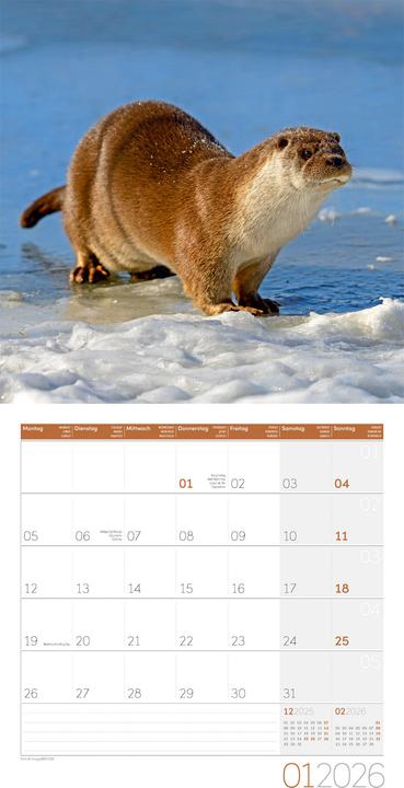 Image du produit Otter Kalender 2026 - 30x30 (30 x 30 cm, Couverture rigide, Allemand, Français, Italien, Anglais)