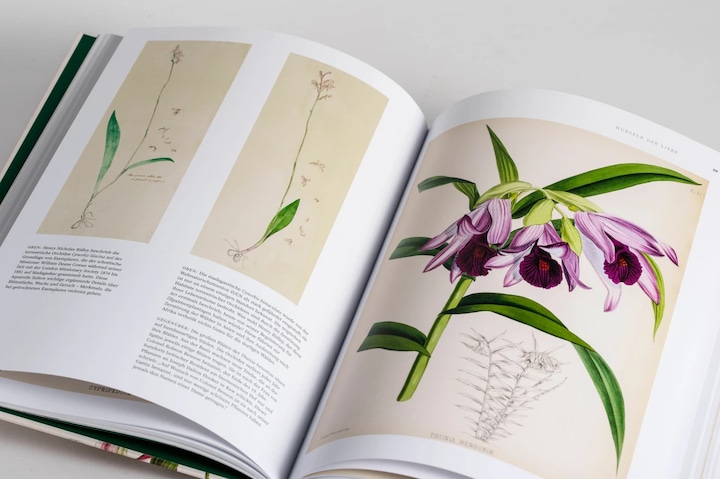 Actual product image Orchideen (German, Sandra Knapp, 2022)