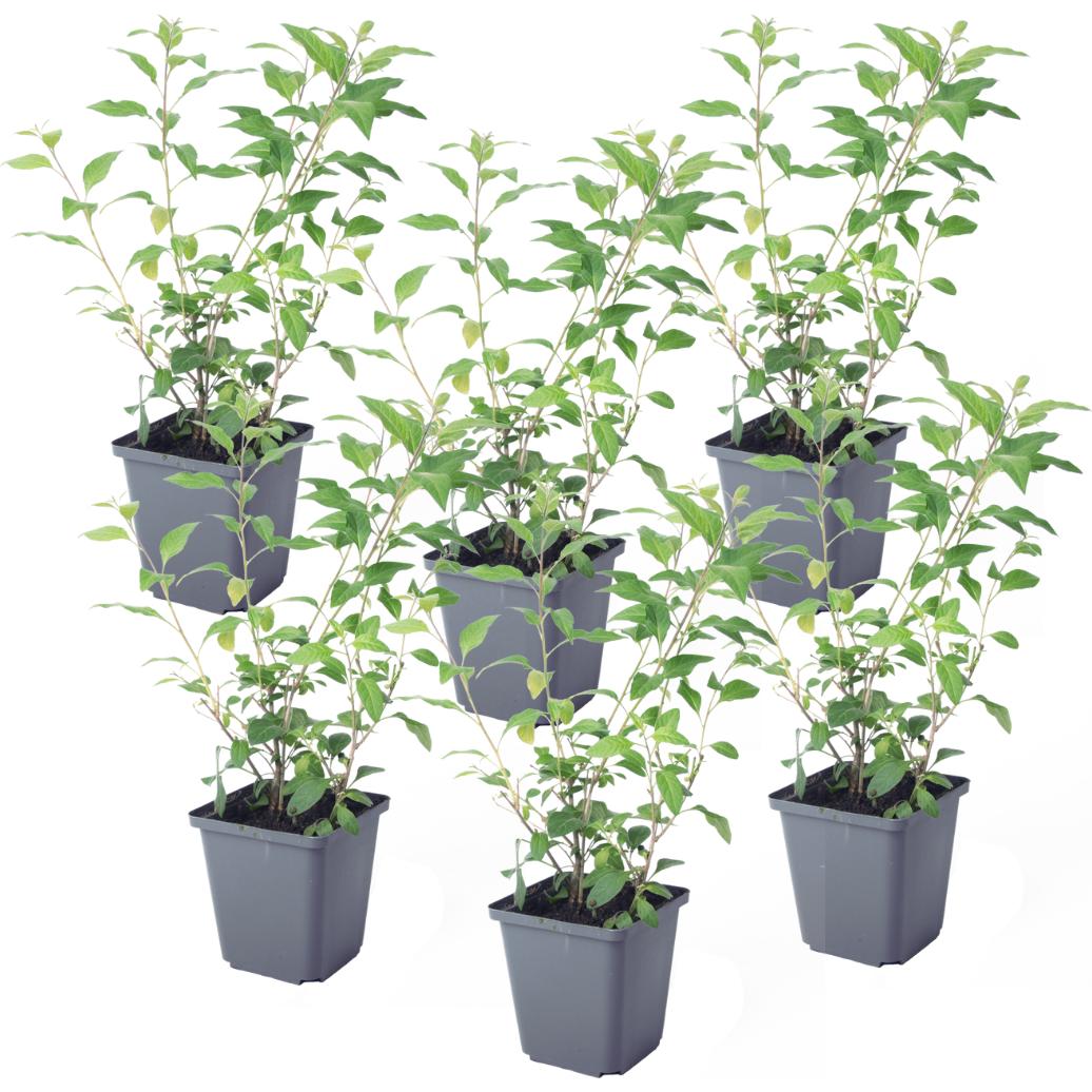Plant in a Box, Pflanzen, Lycianthes rantonnetii - 6er-Set Nachtschatten (25 cm)