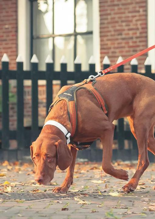 Immagine prodotto Go. Find. Folge der Freude (Tedesco, Christina Blessmann, Susanna Simon, 2022)