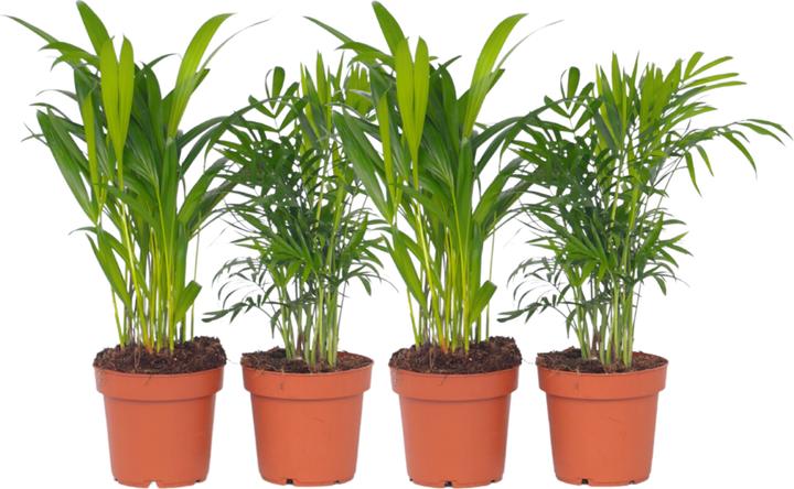 Plant in a Box Dypsis lutescens, Chamaedorea elegans - 4er Mischung Mini  Indoor Palme