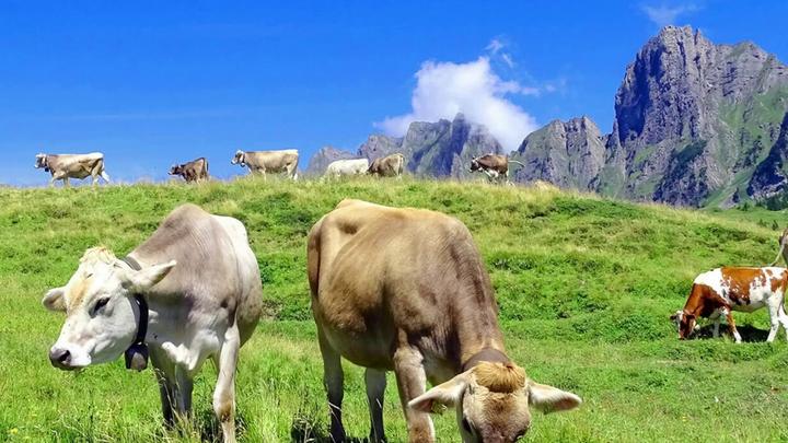 Produktbild Swiss Cowers Snack Käse Barren mit Rindfleisch S, 60 g, 3 Stück (Adult, 3 Stk., 60 g)