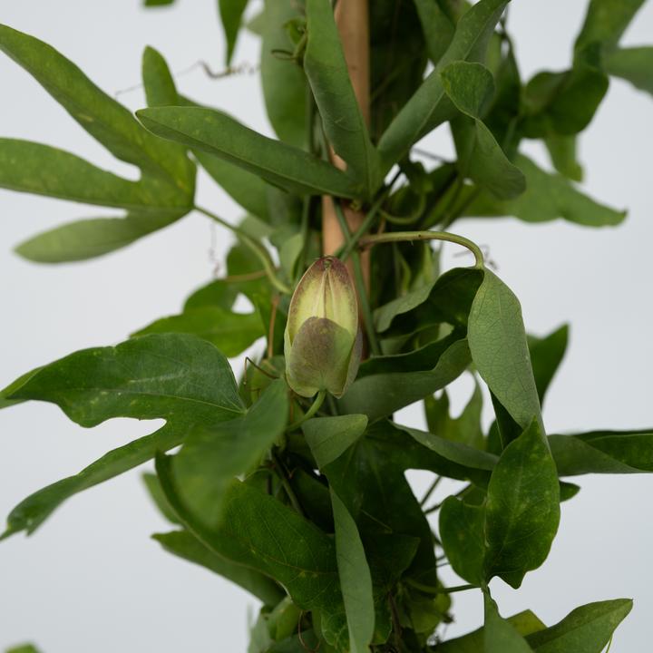 Image du produit Plant in a Box Passiflora x violacea 'Victoria' - Passiflore (110 cm)