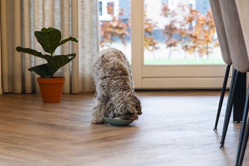 Actual product image Beeztees Leak mat tray