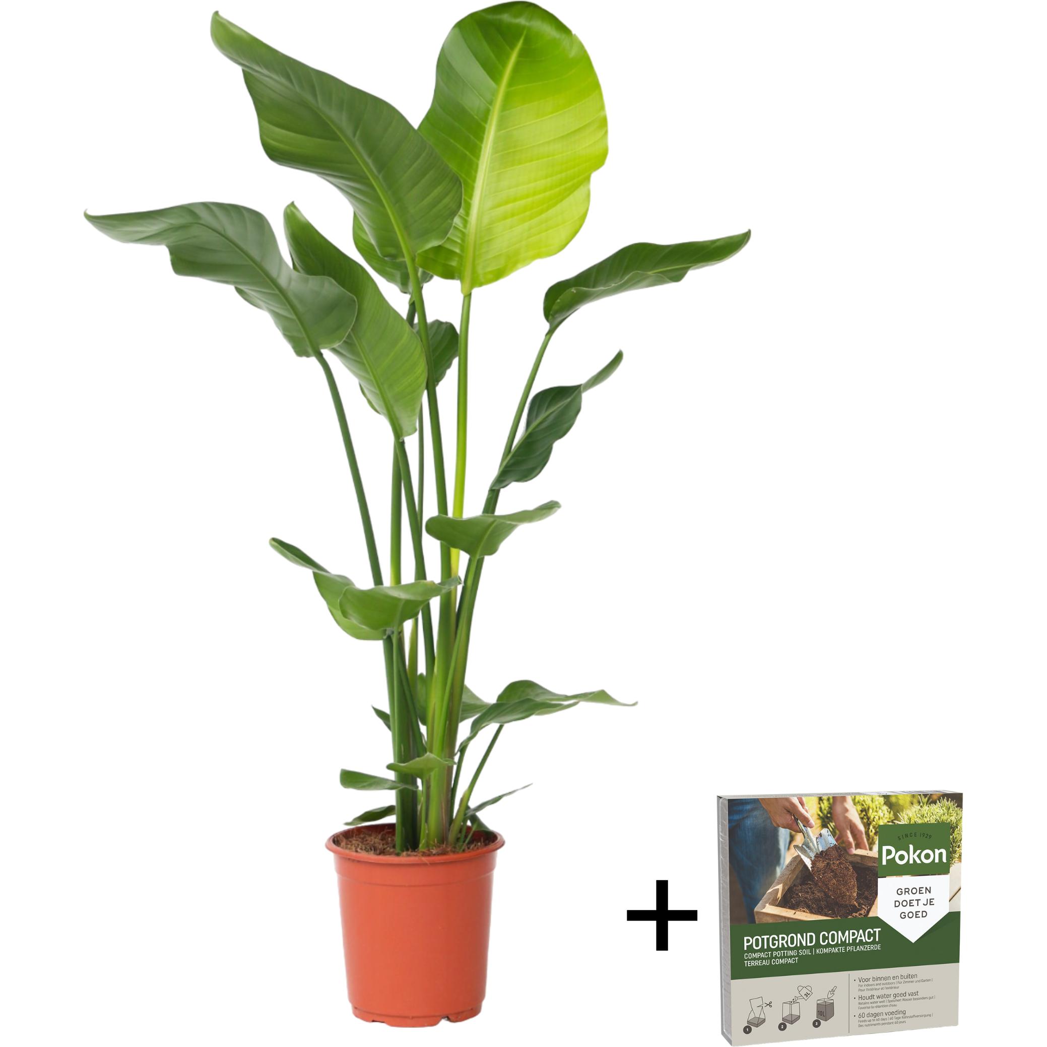 Plant in a Box, Pflanzen, Strelitzia nicolai - Paradiesvogelblume (90 cm)
