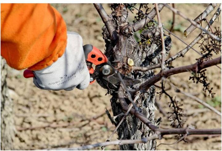 Produktbild Bahco Gartenschere PX-S2