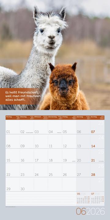 Image du produit No Drama, Lama! Kalender 2026 - 30x30 (30 x 30 cm, Couverture rigide, Allemand)