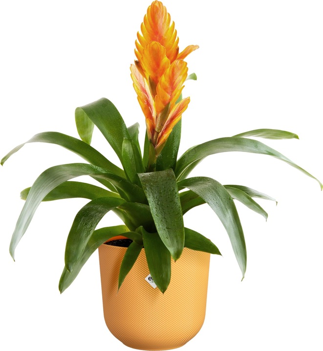 Actual product image Elho Jazz Round (14 cm)