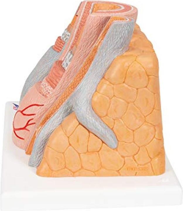 Image du produit 3B Scientific Microanatomie artère et veine humaine - 14x agrandissement