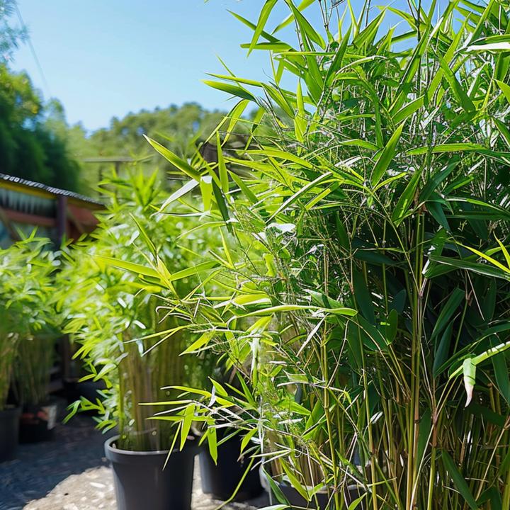 Immagine prodotto Plant in a Box Fargesia nitida 'Black Dragon' - Bambus (25 cm)