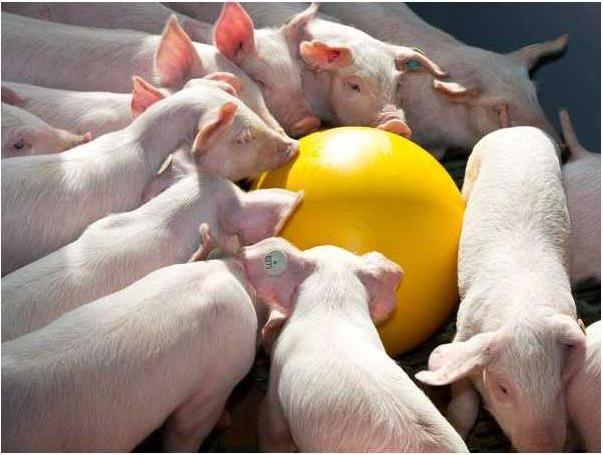 Produktbild Kerbl Ferkelball ANTI-STRESS