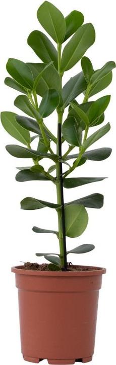 Produktbild Plant in a Box Clusia rosea Princess - XL (50 cm)