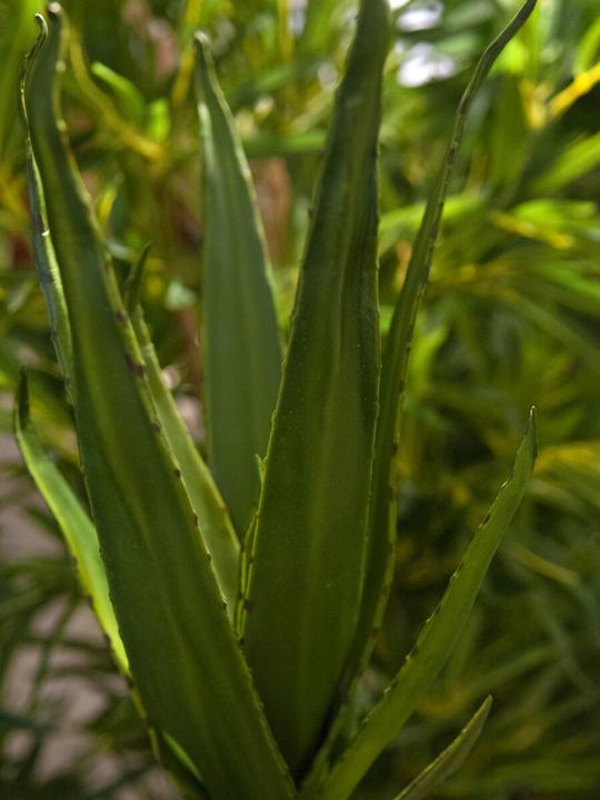 Actual product image Europalms Aloe (50 cm)