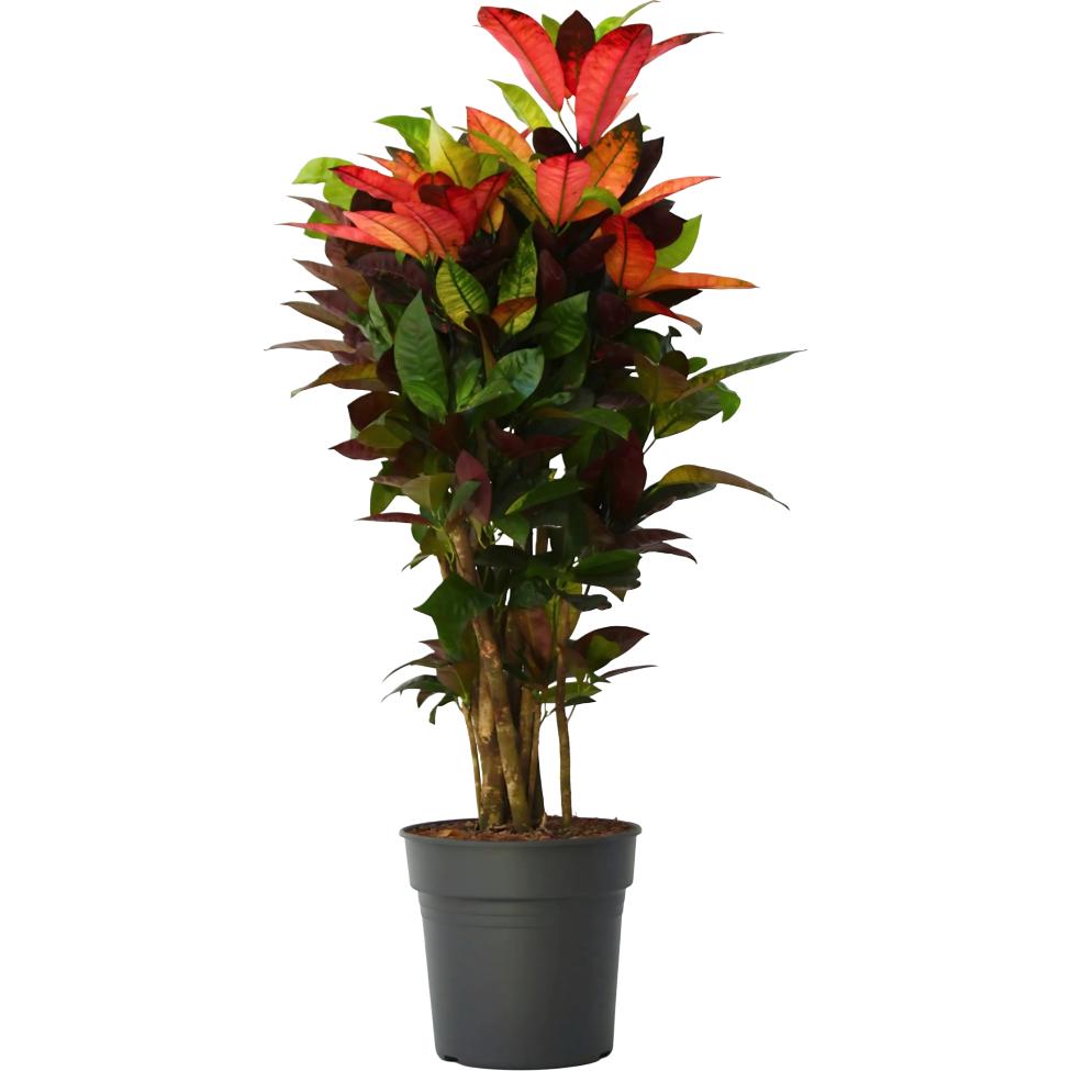Plant in a Box, Pflanzen, Codiaeum variegatum 'Mrs. Iceton' - Kroton (120 cm)