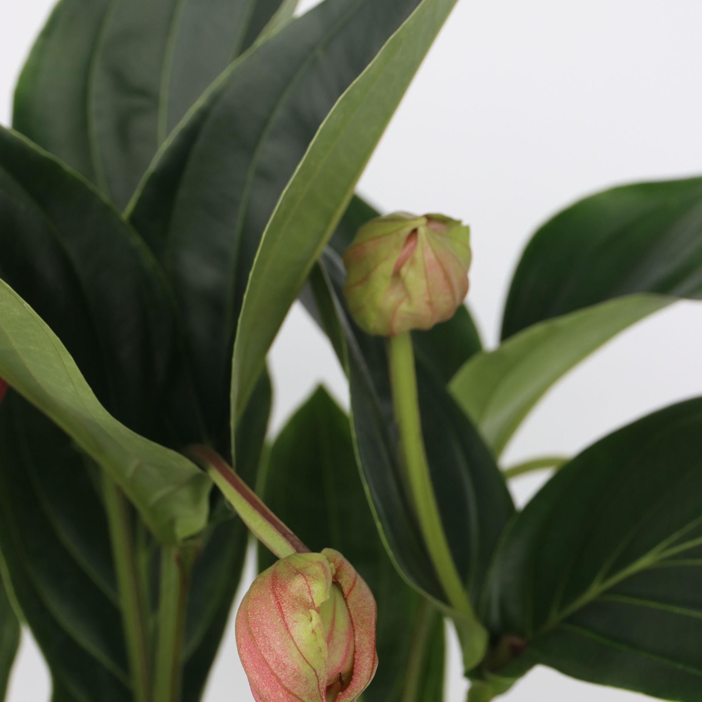 Thumbnail - Plant in a Box, Pflanzen, Medinilla magnifica - Rosenmedinilla (55 cm)