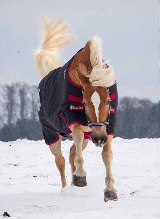 Produktbild Stallone Regendecke Boston (135 cm)