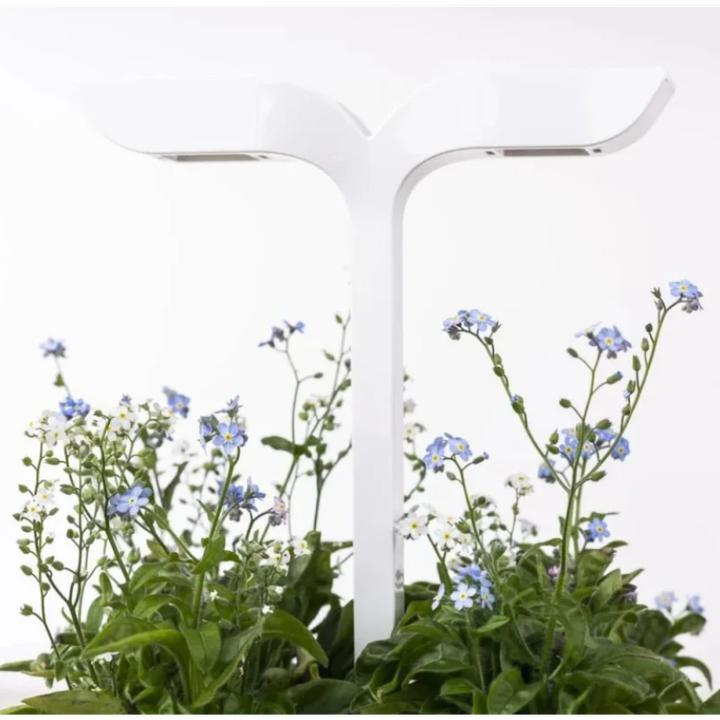 Actual product image Véritable Lingot Cinnamon Basil - Organic (Herb seeds)