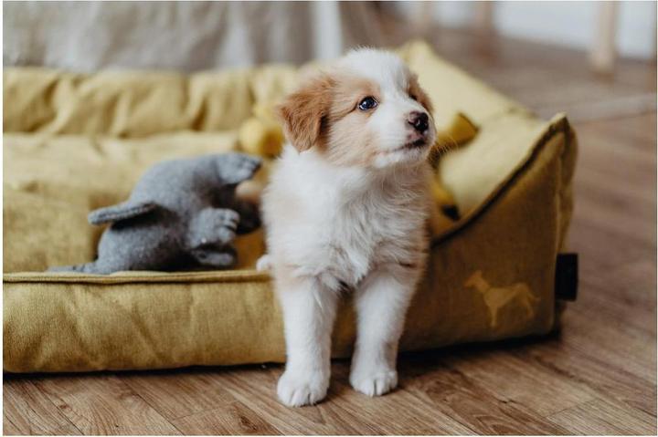 Produktbild Hunter Eiby (Hund)