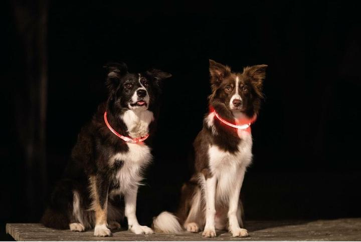 Produktbild Trixie Safer Life (L, XL, Hund, Spazieren)