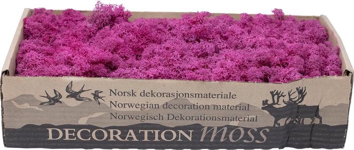 Actual product image Flowerbox Iceland moss