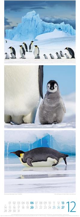 Image du produit Tierwelten Triplet-Kalender 2026 (24 x 66 cm, Allemand)